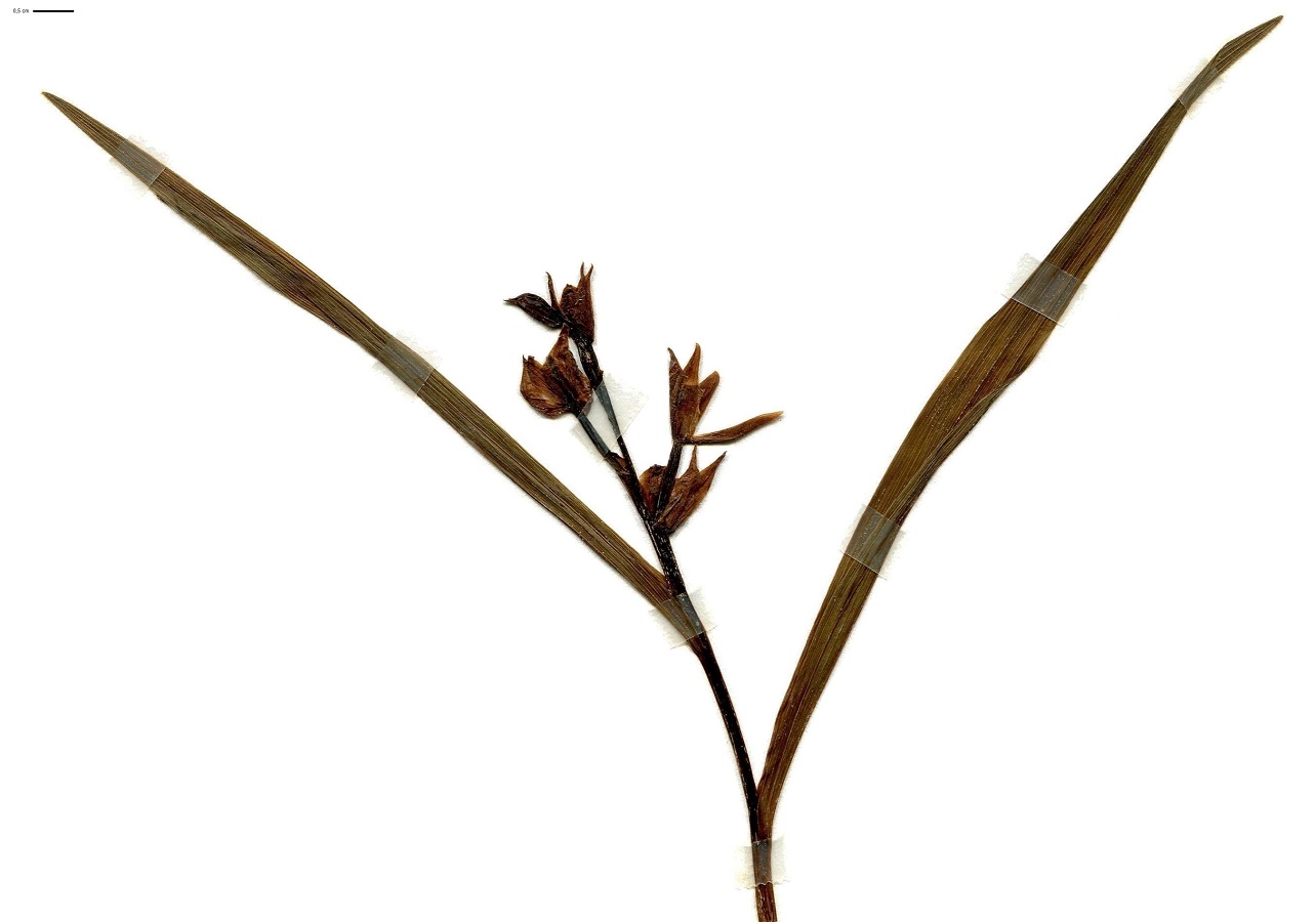 Cephalanthera longifolia (Orchidaceae)